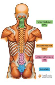 Wirbelsäule Aufbau HWS BWS LWS – Anatomie der Wirbelsäule, Physiotherapie Berlin Alexandros Swoch