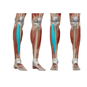 Anatomische Darstellung des Musculus Tibialis anterior aus verschiedenen Blickwinkeln