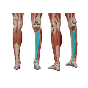 Anatomische Darstellung des Musculus Tibialis posterior aus verschiedenen Blickwinkeln.